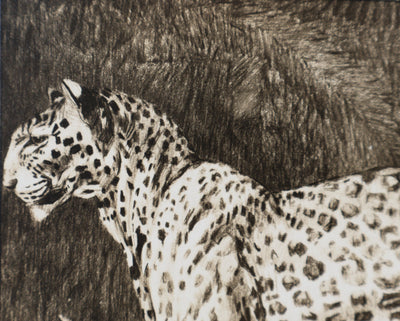 Mathurin MEHEUT : La Panthère, Lithographie