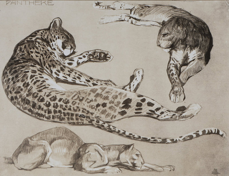 Mathurin MEHEUT : La Panthère, Lithographie signée