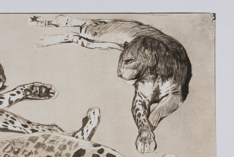 Mathurin MEHEUT : La Panthère, Lithographie signée