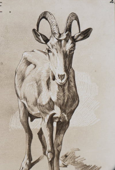 Mathurin MEHEUT : La Chèvre, Lithographie signée