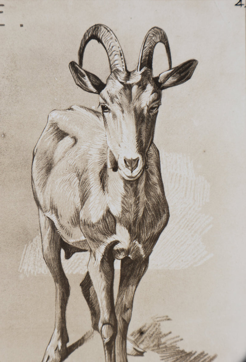 Mathurin MEHEUT : La Chèvre, Lithographie signée