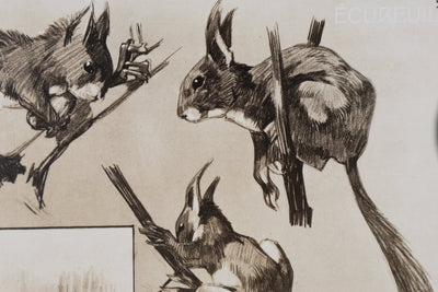 Mathurin MEHEUT : L'Écureuil, Lithographie signée