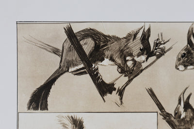 Mathurin MEHEUT : L'Écureuil, Lithographie signée