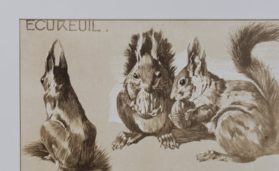 Mathurin MEHEUT : L'Écureuil, Lithographie signée