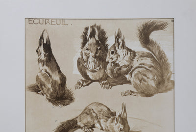 Mathurin MEHEUT : L'Écureuil, Lithographie signée
