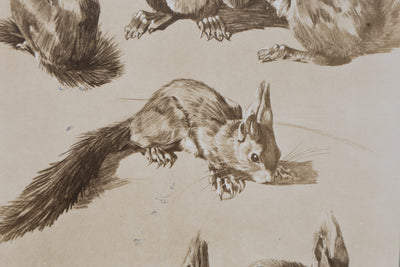 Mathurin MEHEUT : L'Écureuil, Lithographie signée