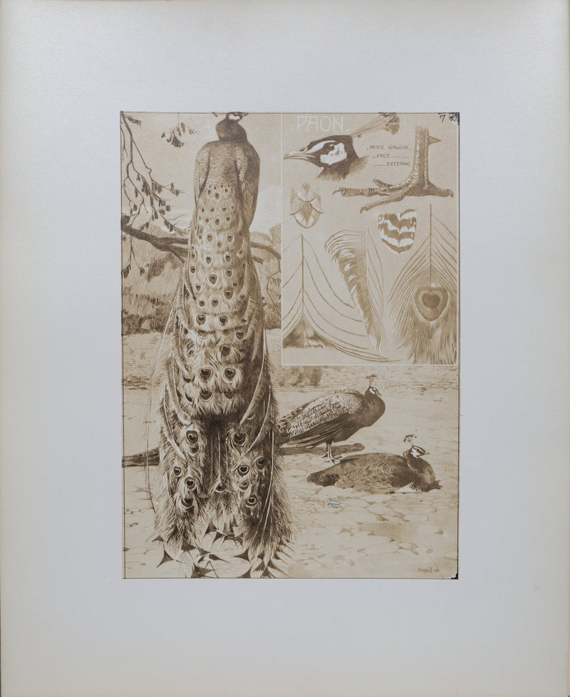 Mathurin MEHEUT : Le Paon, Lithographie signée