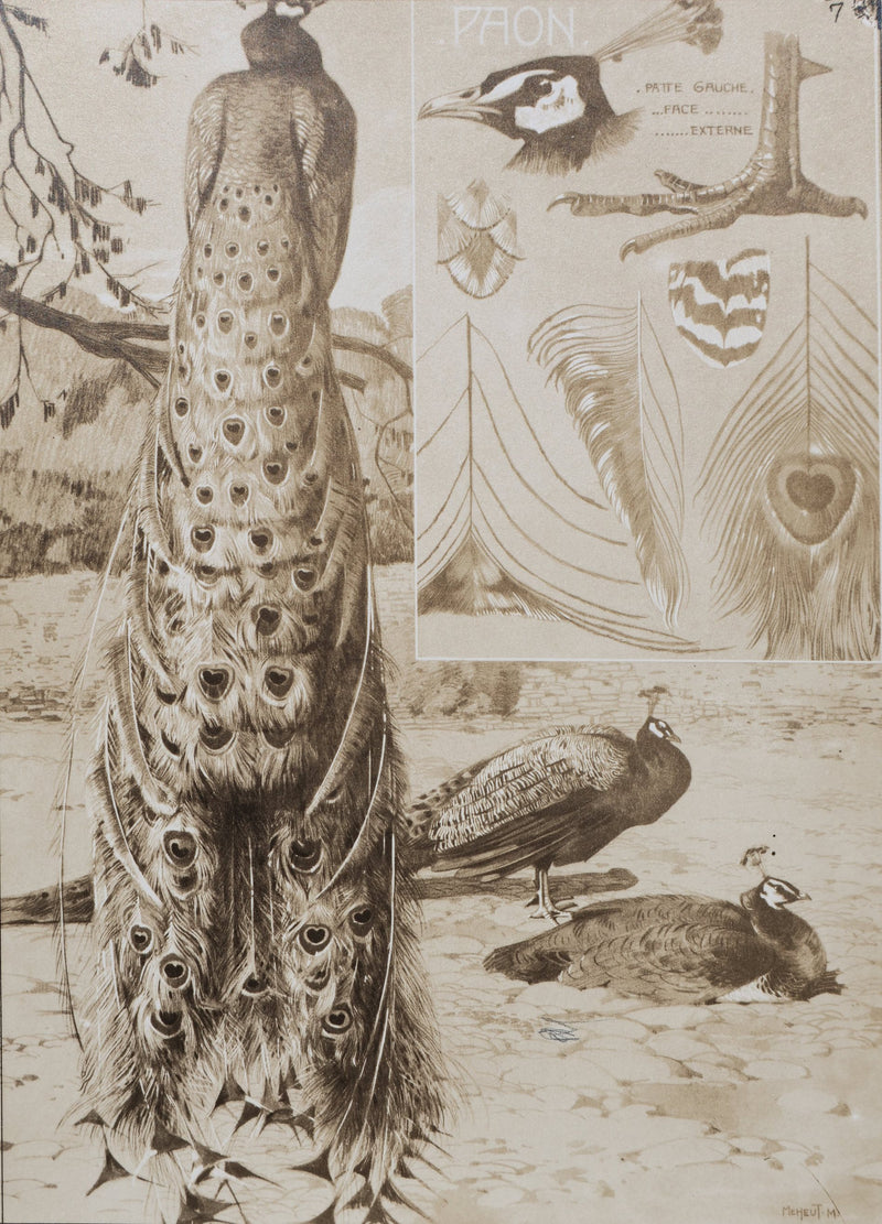Mathurin MEHEUT : Le Paon, Lithographie signée