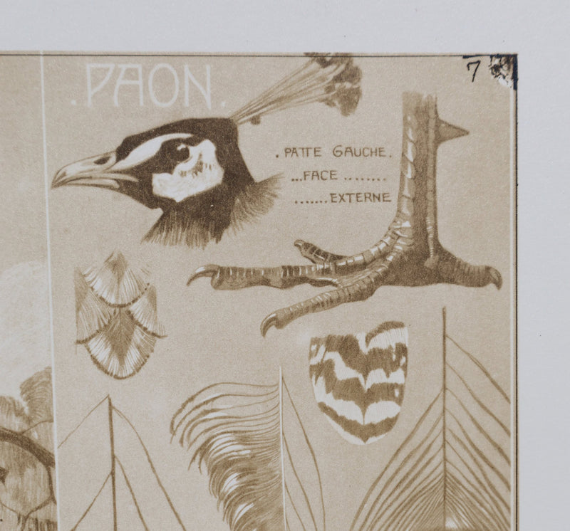 Mathurin MEHEUT : Le Paon, Lithographie signée