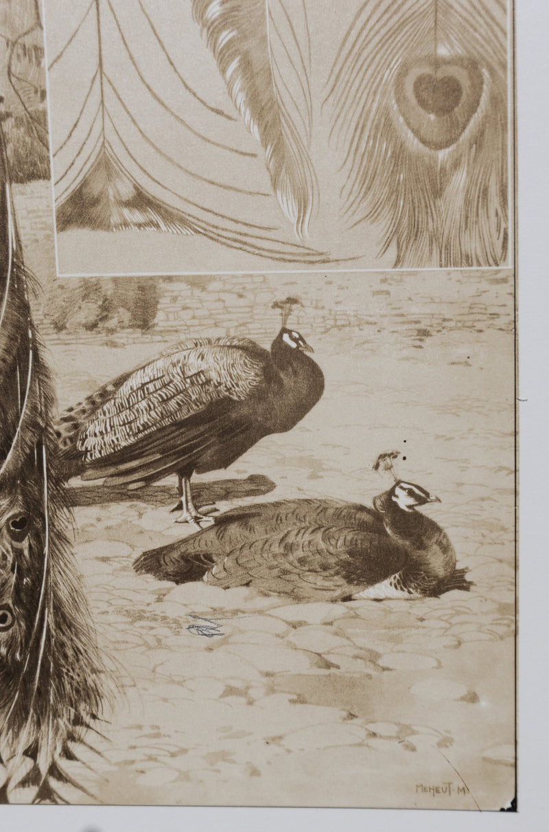 Mathurin MEHEUT : Le Paon, Lithographie signée