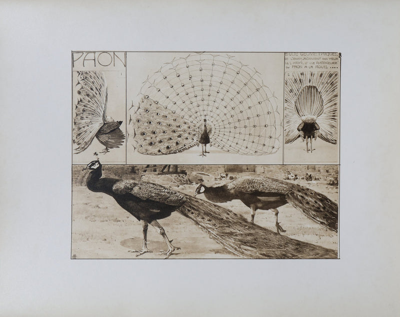 Mathurin MEHEUT : Le Paon, Lithographie signée
