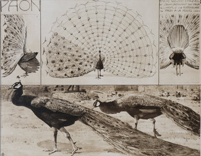 Mathurin MEHEUT : Le Paon, Lithographie signée