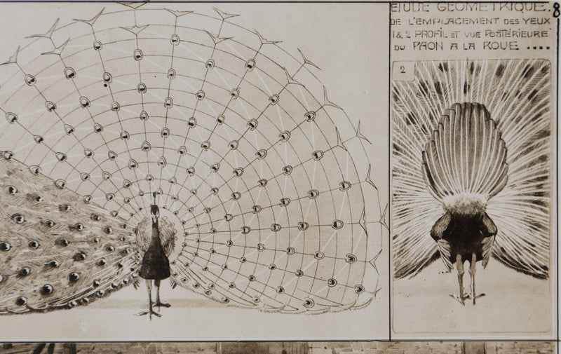 Mathurin MEHEUT : Le Paon, Lithographie signée