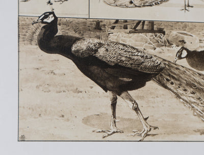 Mathurin MEHEUT : Le Paon, Lithographie signée