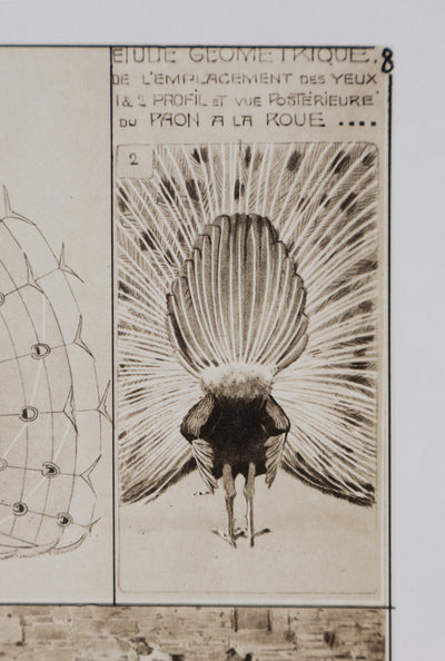 Mathurin MEHEUT : Le Paon, Lithographie signée