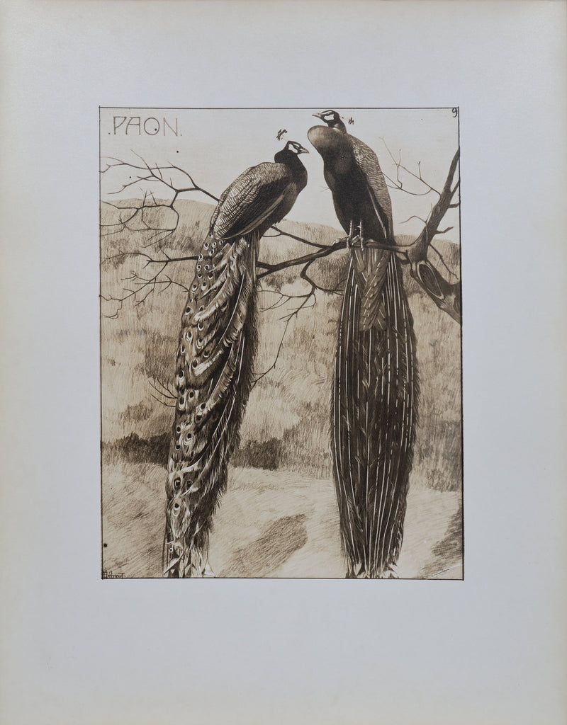 Mathurin MEHEUT : Le Paon, Lithographie signée