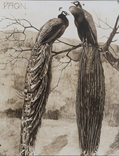 Mathurin MEHEUT : Le Paon, Lithographie signée