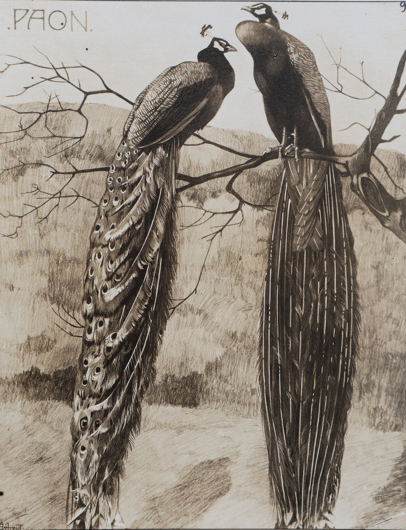 Mathurin MEHEUT : Le Paon, Lithographie signée