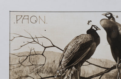 Mathurin MEHEUT : Le Paon, Lithographie signée