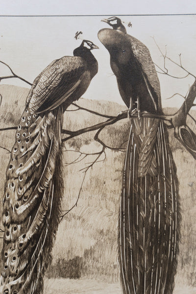 Mathurin MEHEUT : Le Paon, Lithographie signée