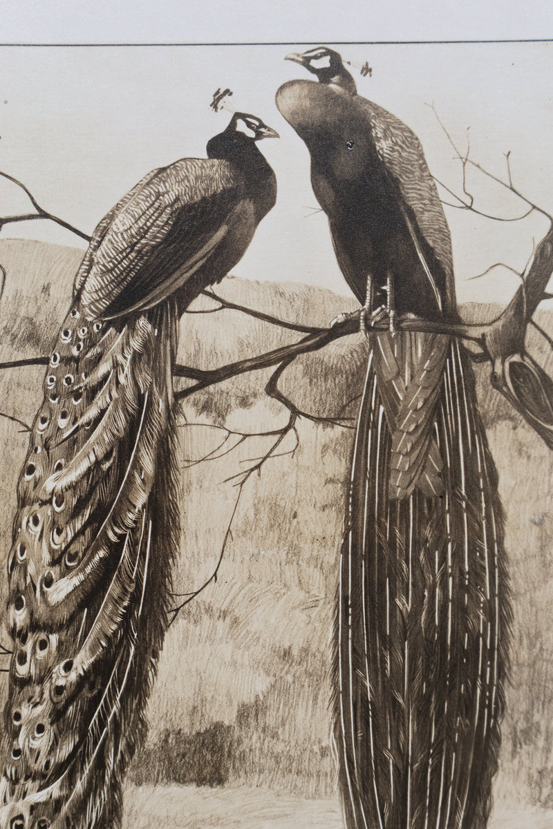 Mathurin MEHEUT : Le Paon, Lithographie signée