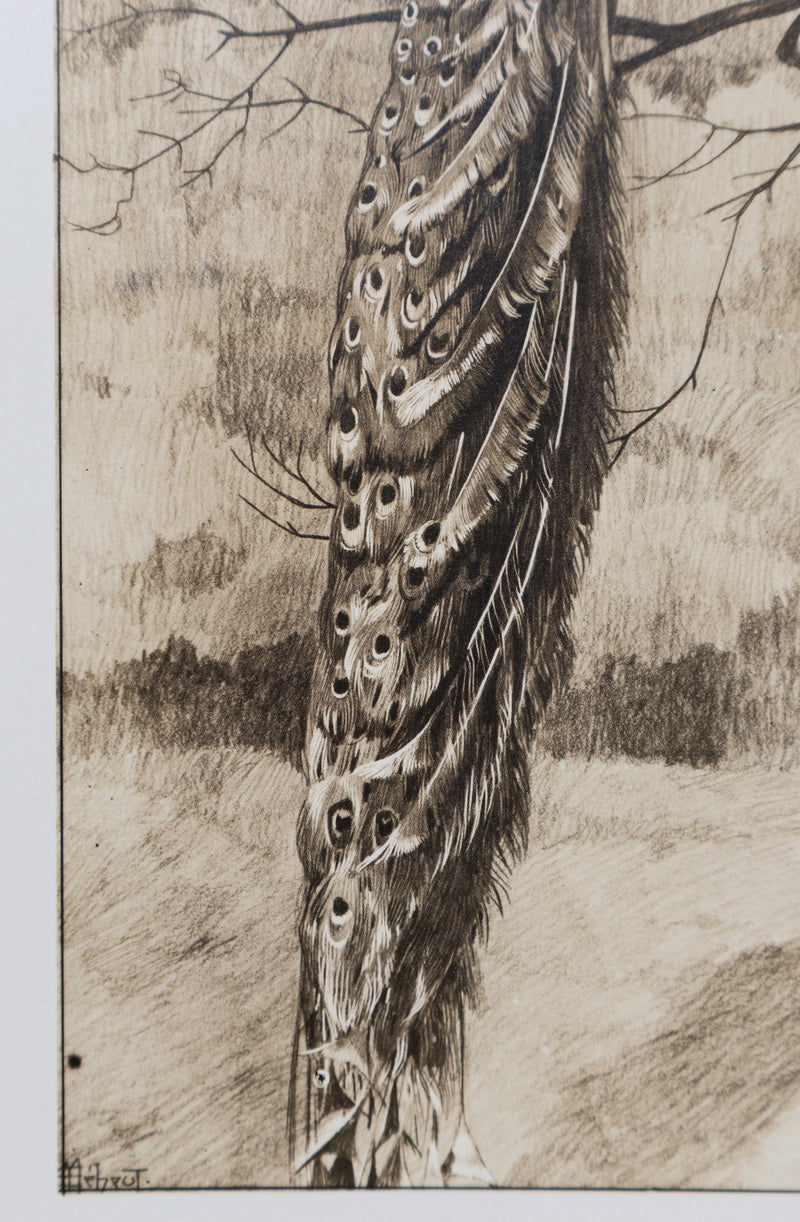 Mathurin MEHEUT : Le Paon, Lithographie signée