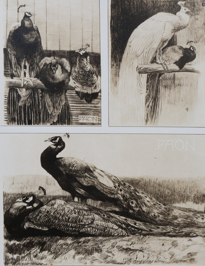 Mathurin MEHEUT : Les deux Paon, Lithographie signée