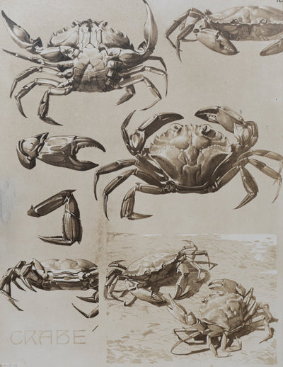 Mathurin MEHEUT : Le Crabe, Lithographie signée