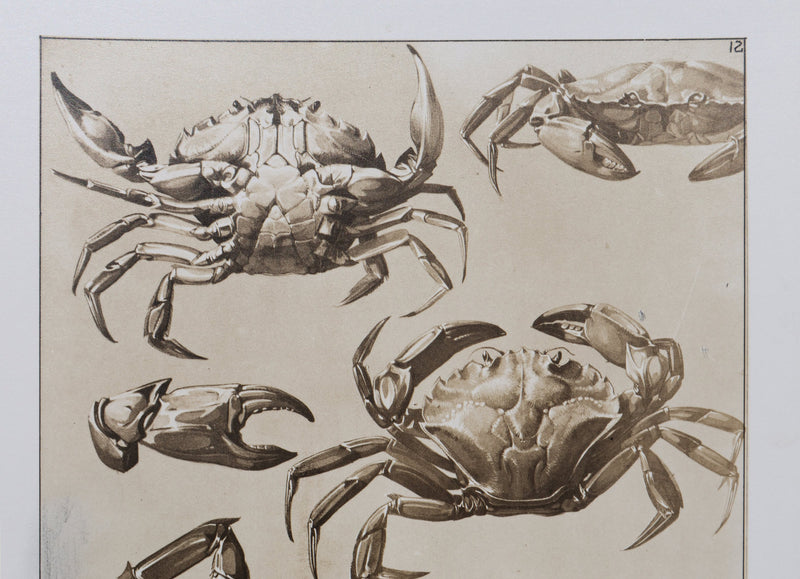Mathurin MEHEUT : Le Crabe, Lithographie signée