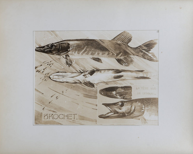 Mathurin MEHEUT : Le Brochet, Lithographie