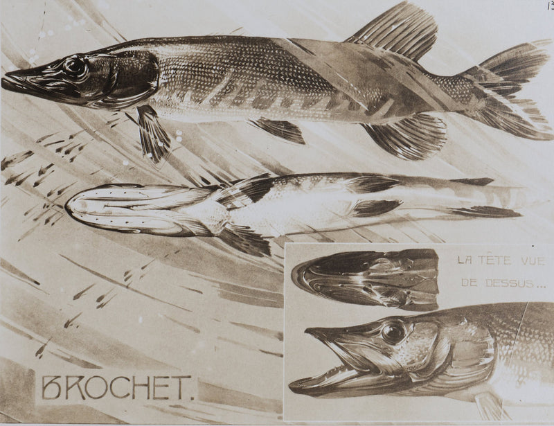 Mathurin MEHEUT : Le Brochet, Lithographie