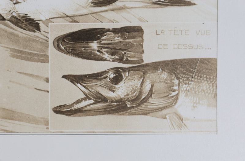 Mathurin MEHEUT : Le Brochet, Lithographie
