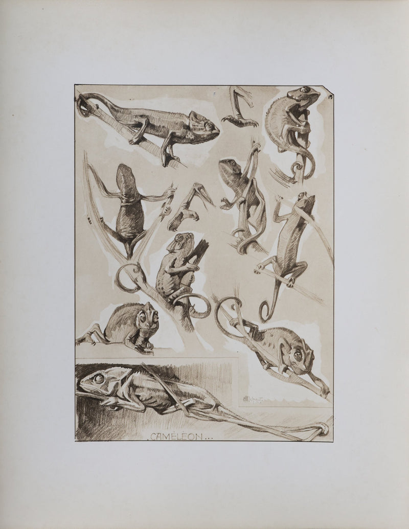 Mathurin MEHEUT : Le Caméléon, Lithographie signée