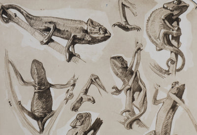 Mathurin MEHEUT : Le Caméléon, Lithographie signée