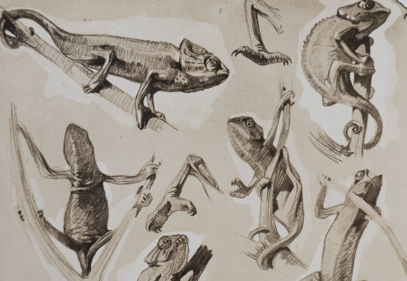 Mathurin MEHEUT : Le Caméléon, Lithographie signée