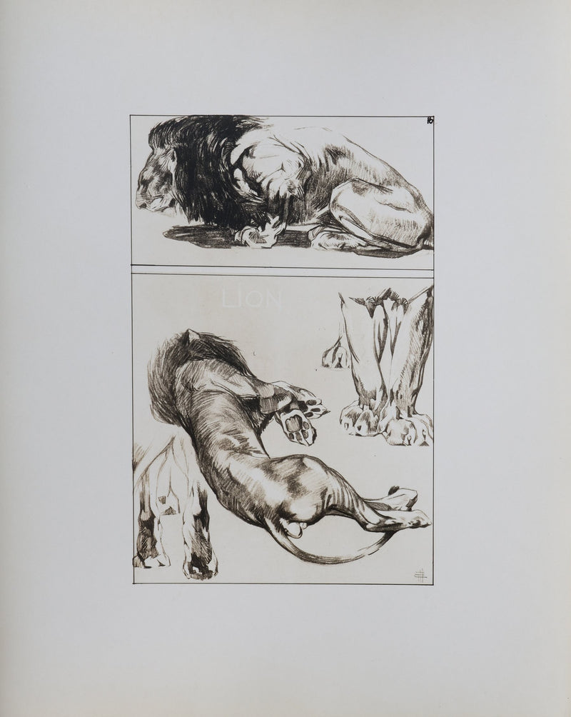 Mathurin MEHEUT : Le Lion, Lithographie signée