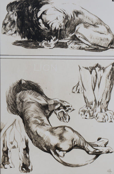 Mathurin MEHEUT : Le Lion, Lithographie signée