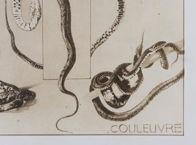 Mathurin MEHEUT : La Couleuvre, Lithographie signée