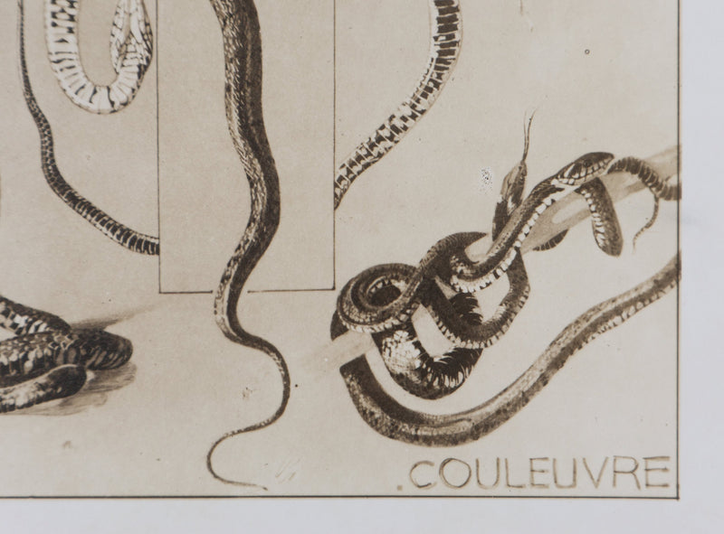 Mathurin MEHEUT : La Couleuvre, Lithographie signée