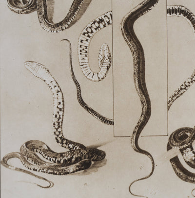 Mathurin MEHEUT : La Couleuvre, Lithographie signée