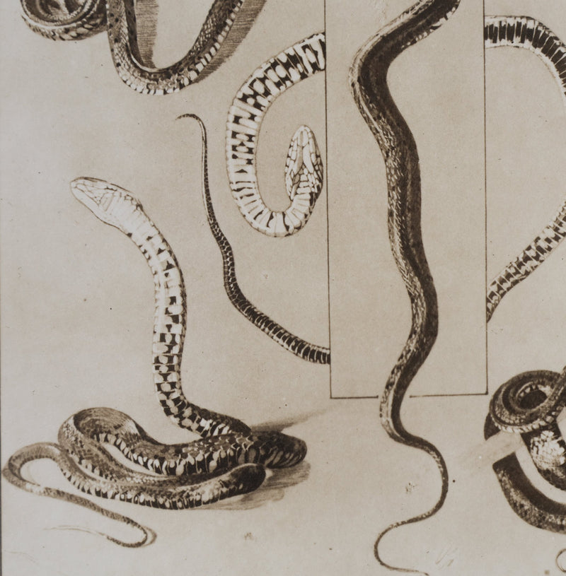 Mathurin MEHEUT : La Couleuvre, Lithographie signée