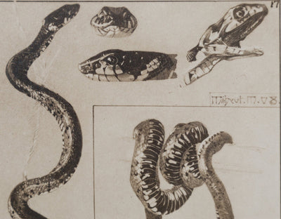 Mathurin MEHEUT : La Couleuvre, Lithographie signée