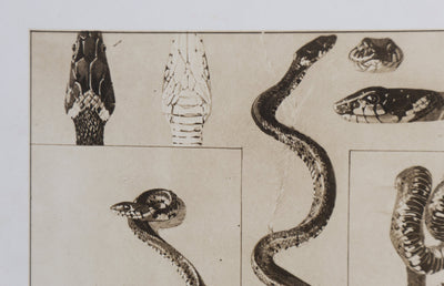 Mathurin MEHEUT : La Couleuvre, Lithographie signée