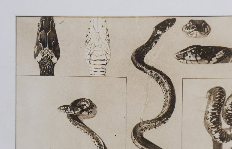 Mathurin MEHEUT : La Couleuvre, Lithographie signée