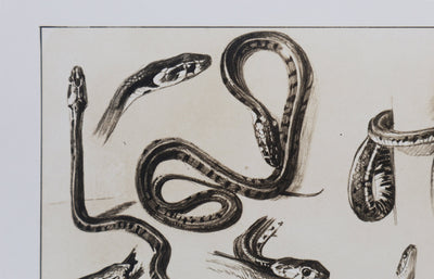 Mathurin MEHEUT : La Couleuvre, Lithographie signée