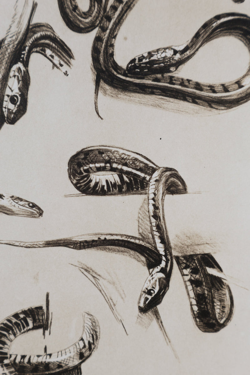Mathurin MEHEUT : La Couleuvre, Lithographie signée