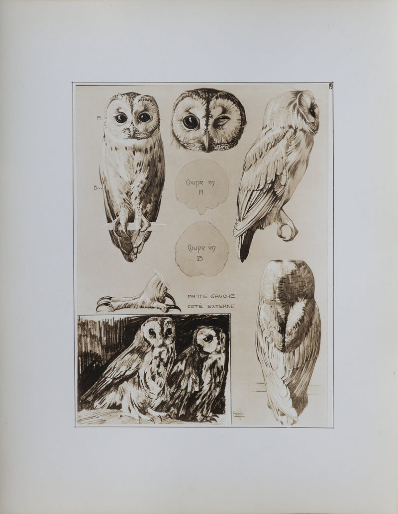 Mathurin MEHEUT : Le Hibou Petit Duc, Lithographie signée