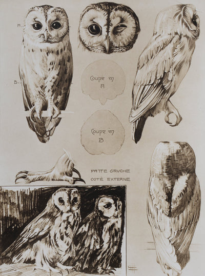 Mathurin MEHEUT : Le Hibou Petit Duc, Lithographie signée