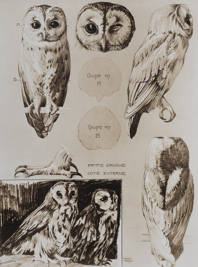 Mathurin MEHEUT : Le Hibou Petit Duc, Lithographie signée