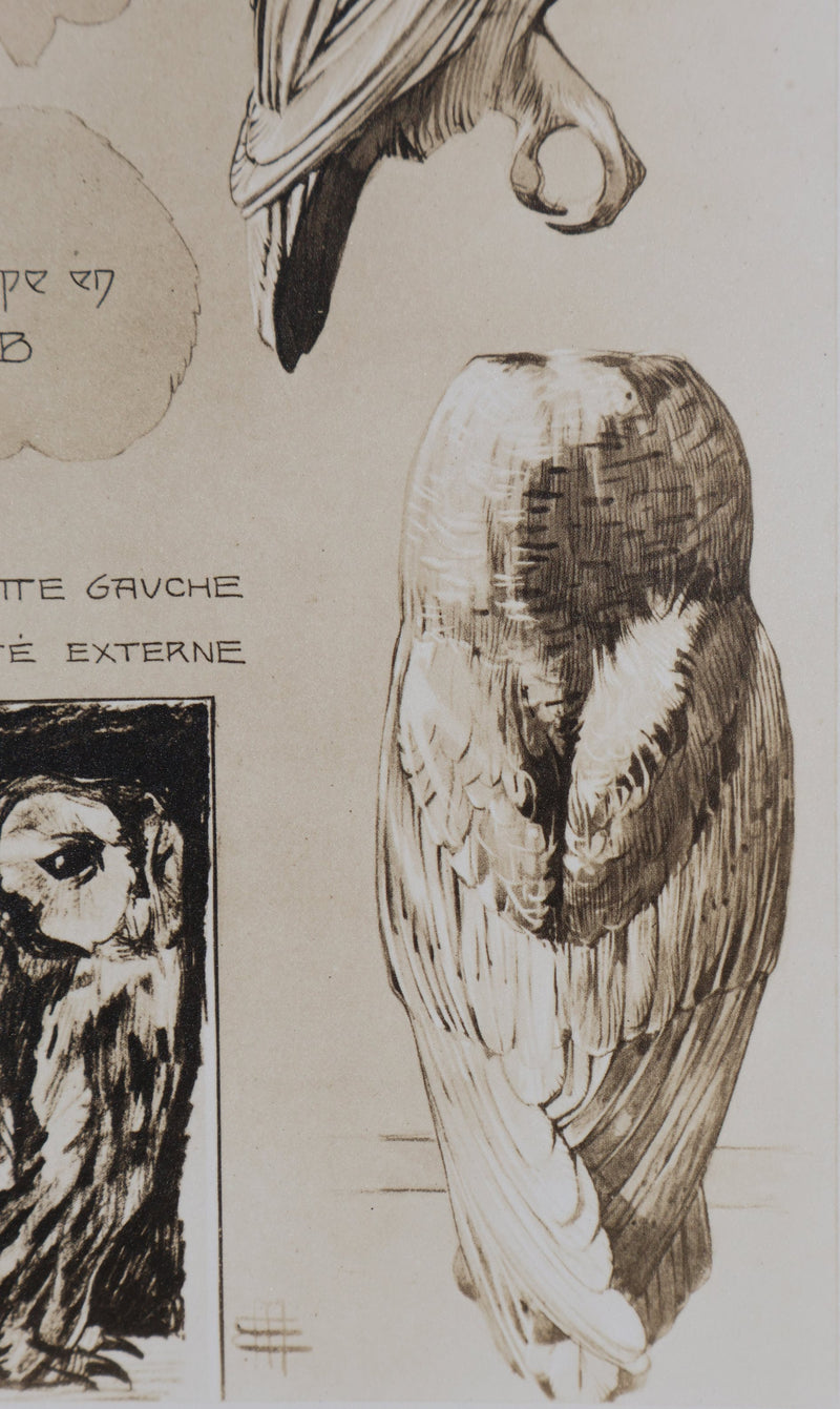 Mathurin MEHEUT : Le Hibou Petit Duc, Lithographie signée